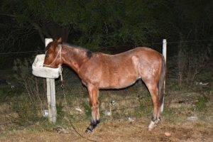 Foto del dia - 21-07-2020