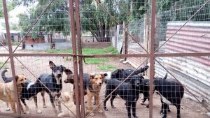 refugio de animales de Zulma Gualco 2