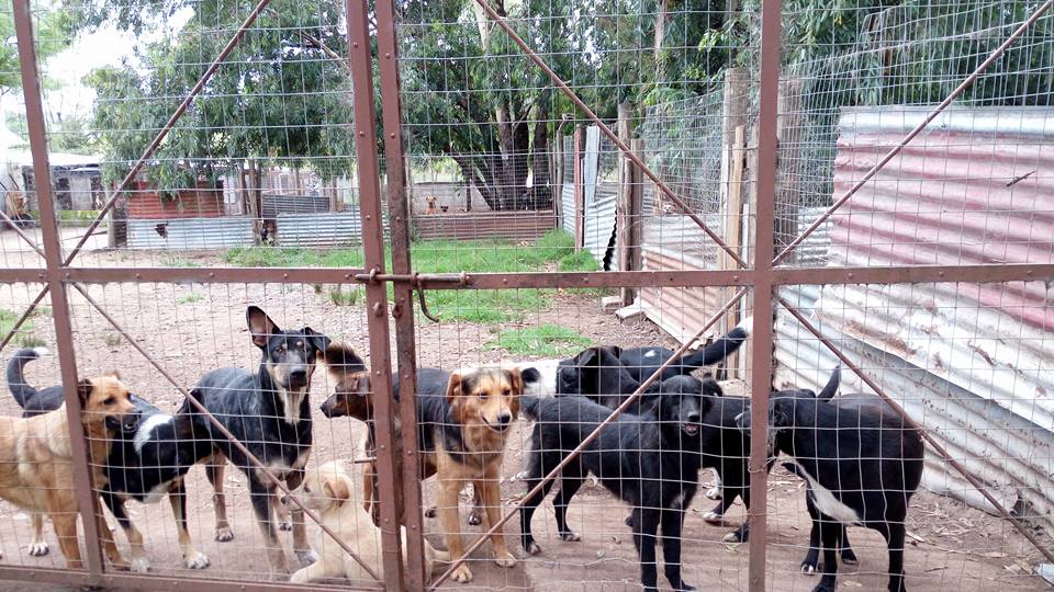 refugio de animales de Zulma Gualco 2