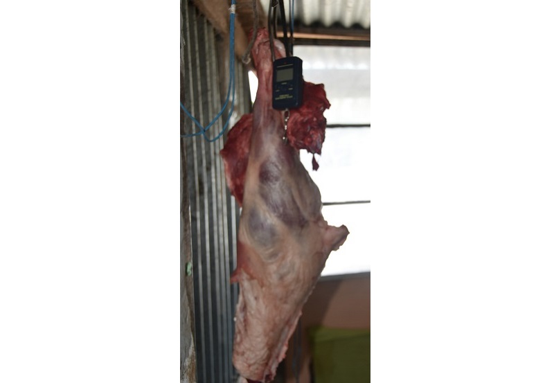 Intervención de BDSR parte de a carne con balanza de gancho