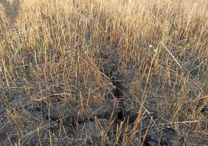 Sequía en la Seccional 2da. Foto Mauro Pumar