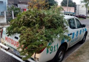 incautacion de plantas sobre movil segun comunicado 89