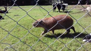 animales-muy-cuidados