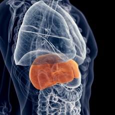 Hepatitis. Fuente Medline Plus
