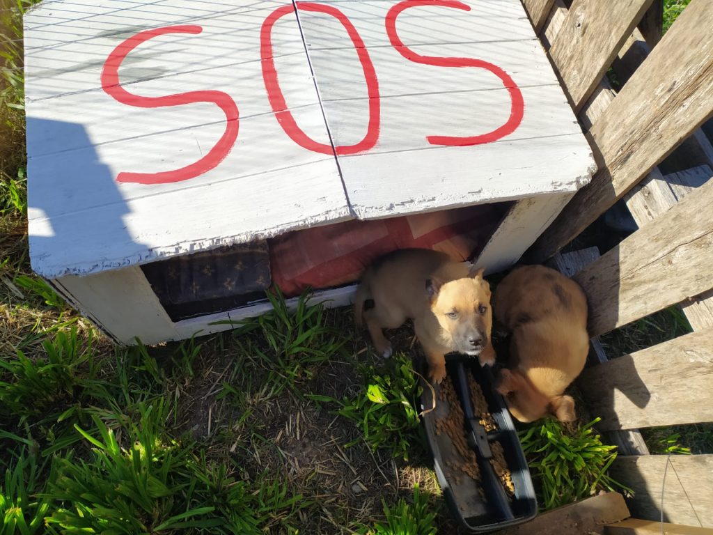 Vecinos de Solís de Mataojo conformaron el grupo Animales SOS 7