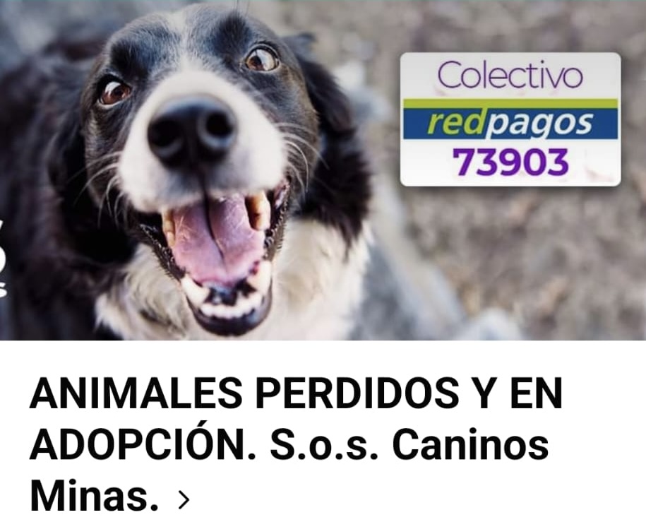La historia de S.O.S. Caninos de Minas (1)