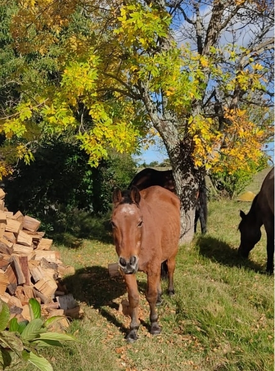 Equino faltante desde predio por ruta 8