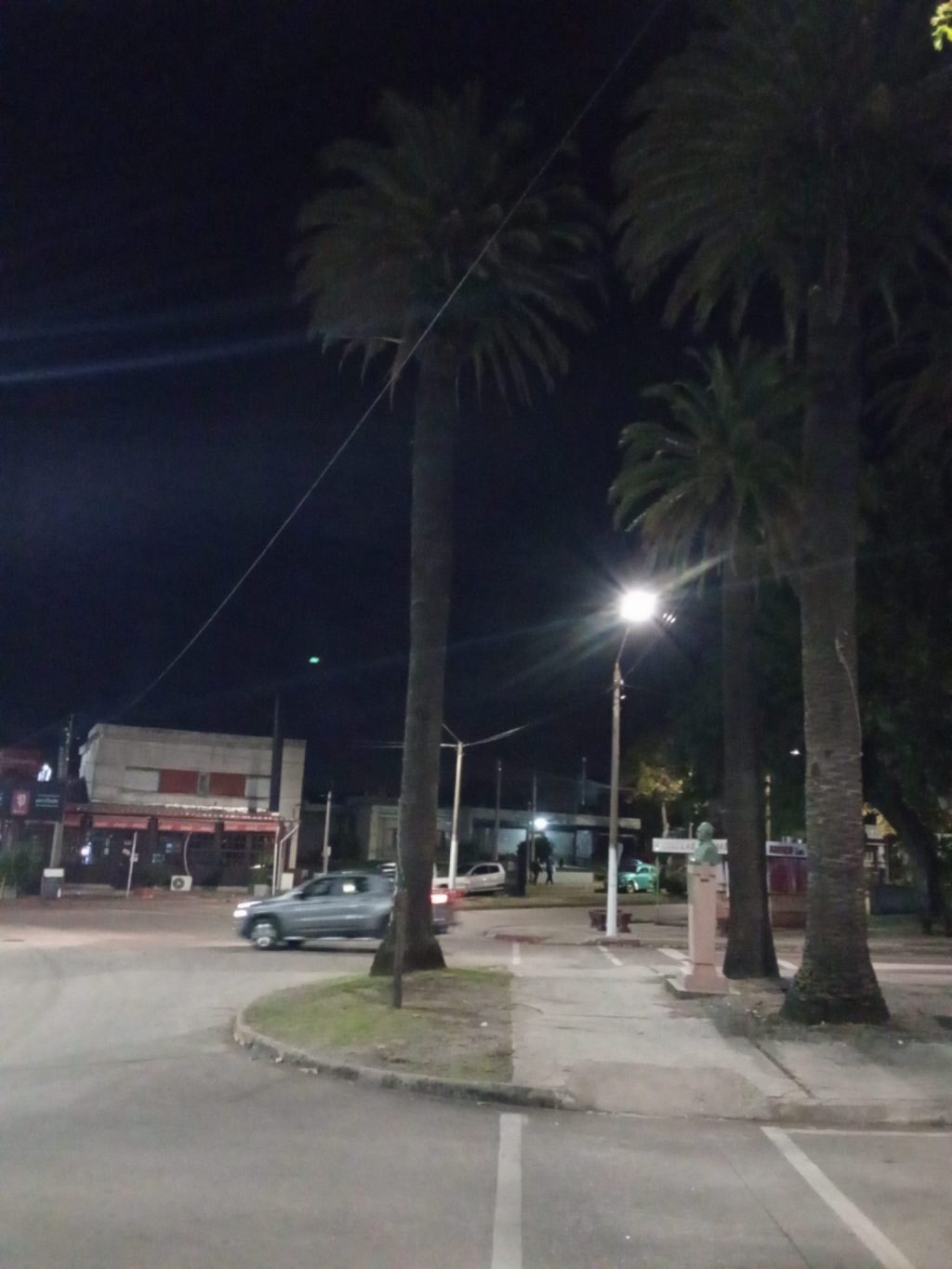 Palmeras de Las Palmas están afectadas por el picudo rojo