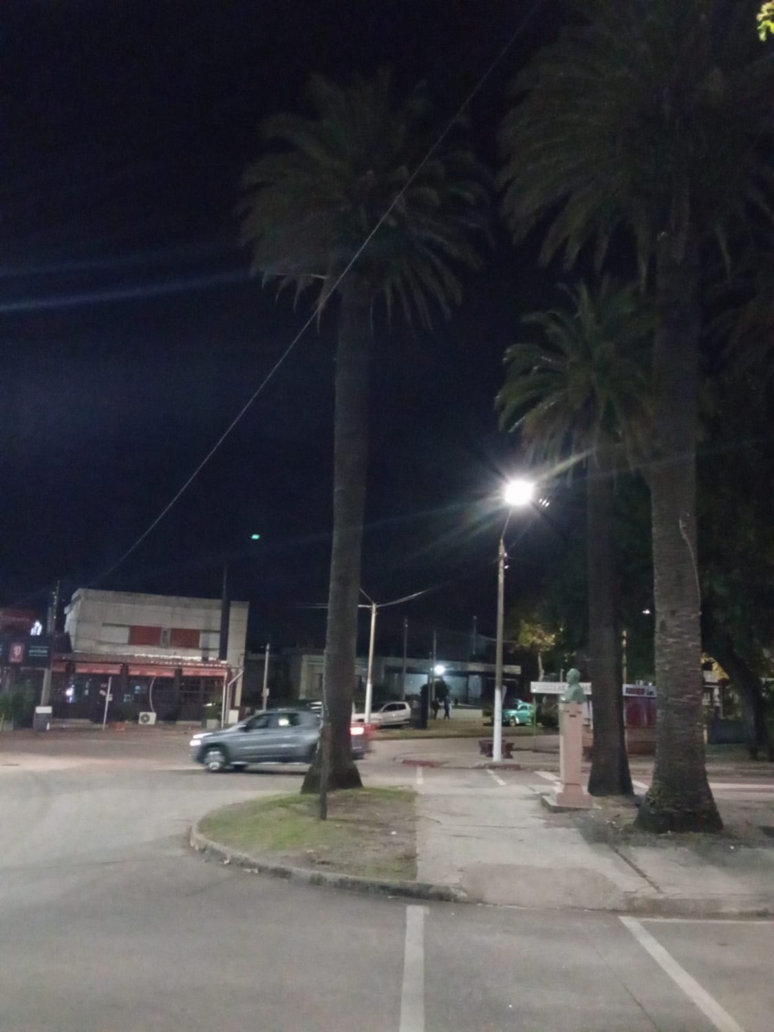 Palmeras de Las Palmas están afectadas por el picudo rojo