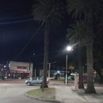 Palmeras de Las Palmas están afectadas por el picudo rojo