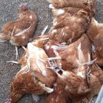 Denuncian daños causados por canes a animales de producción y un faltante de ganado en Lavalleja