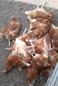 Gallinas_Muertas