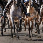 Uruguay no puede exportar caballos a la Unión Europea por un requisito administrativo pendiente