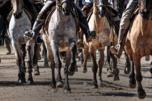 Caballos - 2